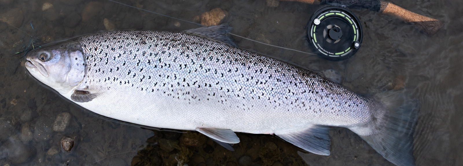 TDF Sea Trout Flies